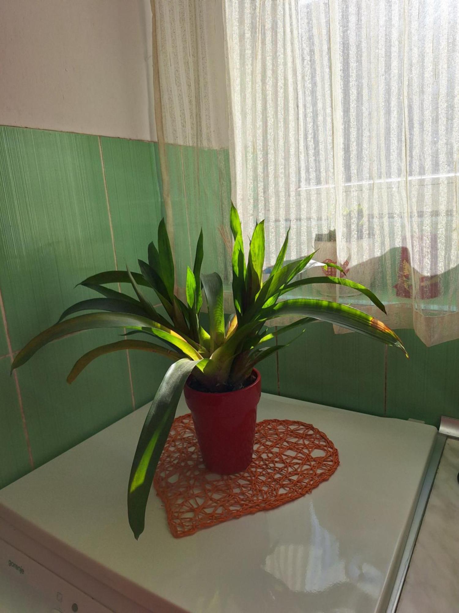 Apartman Maja Lejlighed Beograd Eksteriør billede